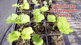 How to germinate Bittermelon seeds, fast and effective method