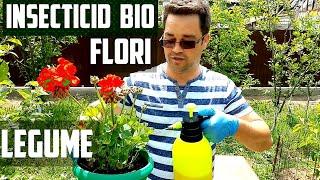 Combaterea afidelor  insecticid bio macerat de usturoi  Homemade insecticide for plants