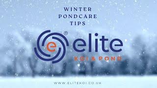 ️ Essential Winter Pond Care Tips for Healthy Koi | Elite Koi ️