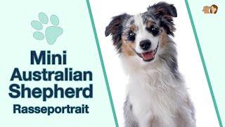 Mini Australian Shepherd (Mini American Shepherd) im Rasseportrait: Die beliebteste Hunderasse?