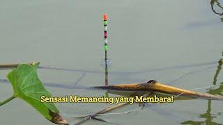 Luar Biasa Ganas! Spot Mancing seperti Ini Selalu Panen Nila Besar!