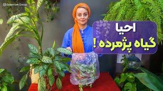 احیا گیاه پژمرده| کاور کردن گیاهان آپارتمانی