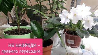 ВАЖНЫЕ правила ПЕРЕСАДКИ комнатных растений!