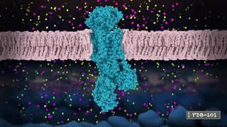 Neuronal Signaling and Sodium-Potassium Pump (from PDB-101)