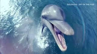 Dolphins: Spy in the Pod | BBC Select