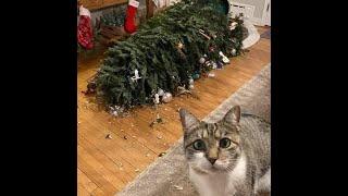  Cats against the holiday!  Videos of funny cats and kittens for a good mood! 