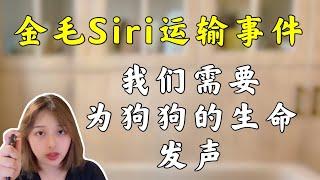 金毛Siri宠物托运事件 ｜ 空运变陆运导致狗狗死亡，我们需要为狗狗的生命发声【养汪事务所】