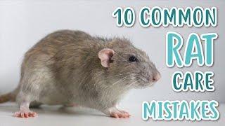 10 COMMON RAT CARE MISTAKES!