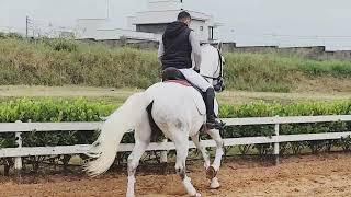 2019 Lusitano Gelding. Dressage Horse. Lusitano.