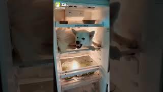 dog in fridge 