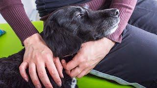 How to Make Your Dog a Therapy Dog: A Brief Guide