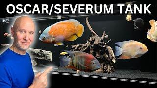 African Cichlids vs American Cichlids: The Showdown