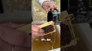 Выводим пчелиных маток Часть II #пчелы #пасека #пчеловодство