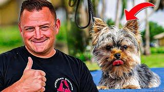 Yorkshire Terrier PUPPY TRAINING