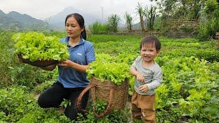Harvest Coriander, Salad, Vegetable Goes to market sell - Build garden - Lý Phúc An