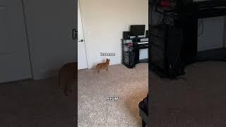 CAT ESCAPE ROOM  #viral