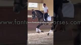 GPRIX PROSPECT | TOP QUALITY MOVER PURA RAZA ESPAÑOL STALLION | Fantastic PRE Horses