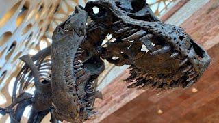 3D printed a full size replica of a Tyrannosaurus rex
