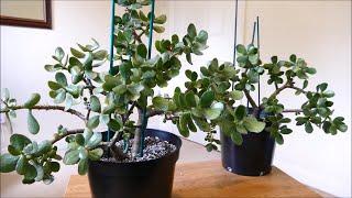 Saving My Jade Plant (Cuttings Update)