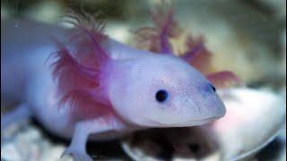 Facts: The Axolotl