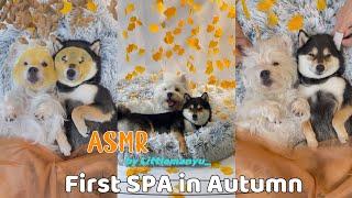 【ASMR】First Immersive SPA in Autumn | Manyu & Bai