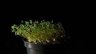 Positive Phototropism | Demonstration