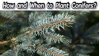 Planting Rules For Conifers - How and When to Plant Conifers