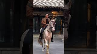 Best Wild Horses Wild Horse #Animals #Shorts #2917