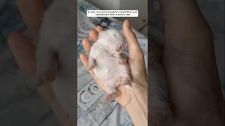 A man rescued a newborn rabbit that was abandoned after a heavy rain