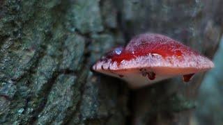 Beefsteak fungus, cooking and eating