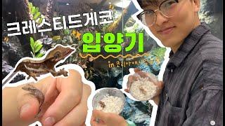 [Vlog] 크레스티드게코 입양기 in 수원 메쎄 코리아 애니멀 포럼 / 초보 아빠의 피딩하기  친하게 지내자 우리! #크레스티드게코