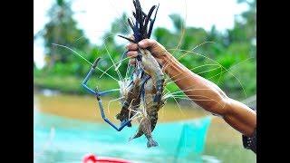 Catch Giant freshwater prawn in Viet Nam