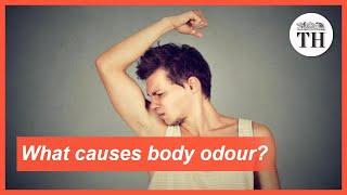 What causes body odour to smell pungent?