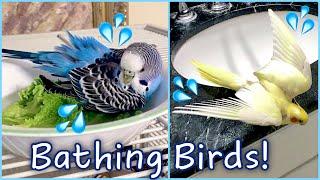 Bath Time For All My Birds!! | How to Bathe Your Bird