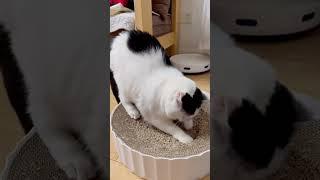 #funny#shortvideo #foryou #cute #meowmeow  #funny #happycat #dancecats #dancecat #fyp