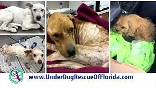 Underdog Rescue Giving Challenge 2022