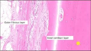 Basic bone pathology with case examples