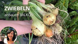 Zwiebeln auf dem Balkon anbauen - Zwiebeln im Topf pflanzen