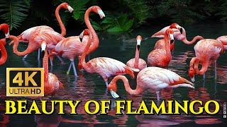 Why Flamingos Are Pink: The Science Behind It | The Colorful World of Flamingos | 4K