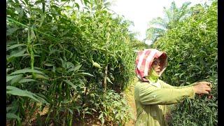 Cara Menanam Cabe Merah Agar Berbuah Lebat  - sukses keluarga tani