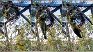 Fantastic nest building by Village Weaver in bird aviary #shorts #birds #aviary