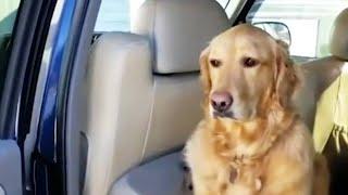 Funniest Reaction of Animals Going To The Vet  2022 NEW! [Funny Pets]