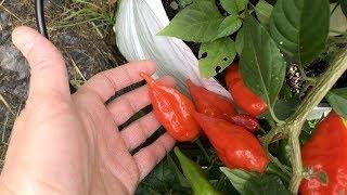 Mayan Red Habanero pod test - 2017 pod review #17