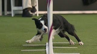 Pink Looks For Three-Peat At Westminster Dog Show