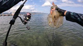 CUMA MANCING DARI PINGGIR PANTAI BISA PANEN CUMI-CUMI, TANDA-TANDA SPOT CUMI/SOTONG BESAR