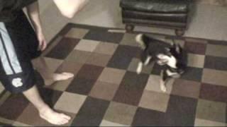 shiba inu tricks, black and tan