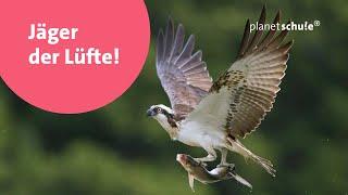 Greifvögel erkennen und unterscheiden - Das kleine 1x1 der Artenkunde  | planet schule
