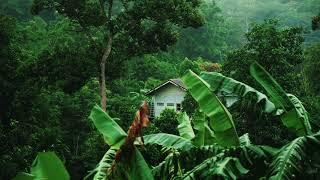 [4K] Nature Rain Video  | Free stock footage |  Free HD Videos - No Copyright