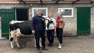 Все буде Україна! Ферма Brown Swiss, корови як бізнес - завжди є ризик, мінус корова чи навіть дві..