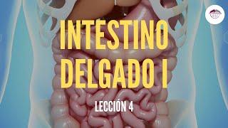 4. EL INTESTINO DELGADO I (ESTRUCTURA Y FUNCIÓN DEL SISTEMA DIGESTIVO)